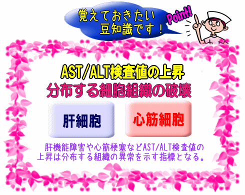 AST/ALT検査値の上昇【画像】