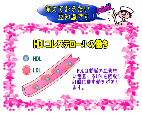 HDLコレステロールの働き【画像】