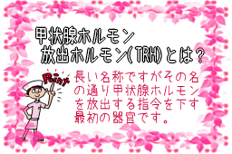 甲状腺ホルモン放出ホルモン(TRH)とは？